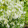 50 WHITE Showy OBEDIENT PLANT (False Dragon Head) Physostegia Virginiana Flower Seeds