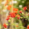 50 Red LADY'S PAINTBRUSH Tassel Flower Emilia Javanica Coccinea 'Scarlet Magic' Seeds