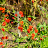 50 Red LADY'S PAINTBRUSH Tassel Flower Emilia Javanica Coccinea 'Scarlet Magic' Seeds