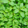 100 TOSSA JUTE Mallow Corchorus Olitorius African Sorrel Bush Okra Twine Vegetable Seeds