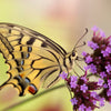 150 BUENOS AIRES VERBENA Brazilian Purple Bonariensis Patagonica Flower Seeds