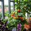 30 Dwarf Cherry TOMATO TINY TIM Solanum Lycoperscium Red Fruit Seeds