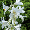 500 White PEACH LEAVED BELLFLOWER Campanula Persicifolia Flower Seeds