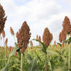 M81E Sorghum Seeds – Light Amber Syrup Bicolor Vegetable Grain – photo 4