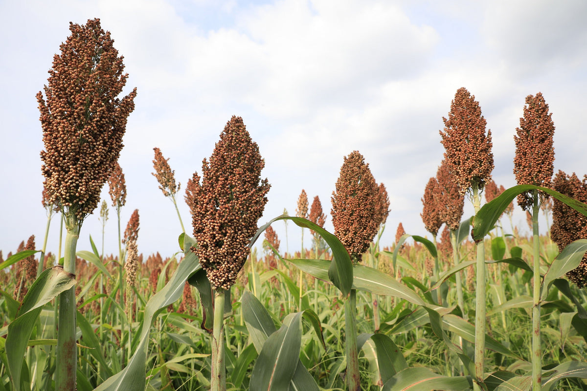 M81E Sorghum Seeds – Light Amber Syrup Bicolor Vegetable Grain – photo 4