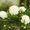 100 White PORTULACA Grandiflora / MOSS ROSE Succulent Flower Seeds