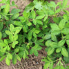 20 Seeds Early SPANISH PEANUT Arachis Hypogaea Perennial Nut Plant