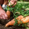 1500 TENDERSWEET CARROT Deep Orange Red Daucus Carota Vegetable Seeds