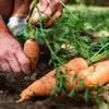 Tendersweet Carrot Seeds – Deep Orange Red Daucus Carota Vegetable – photo 2