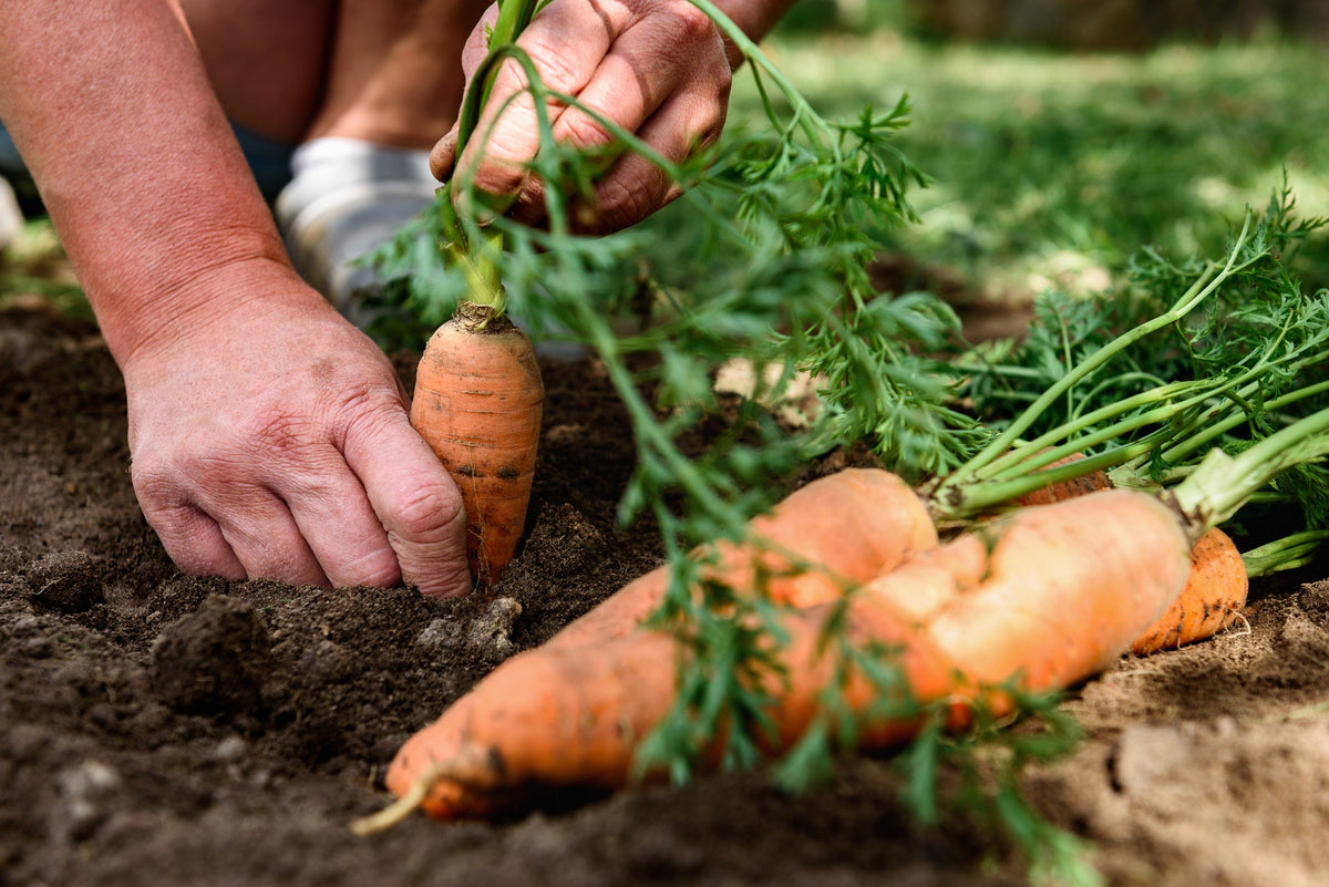 Tendersweet Carrot Seeds – Deep Orange Red Daucus Carota Vegetable – photo 2