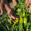 Greek Golden Pepper Seeds – Pepperoncini Gold Yellow Capsicum Annuum Vegetable – photo 7