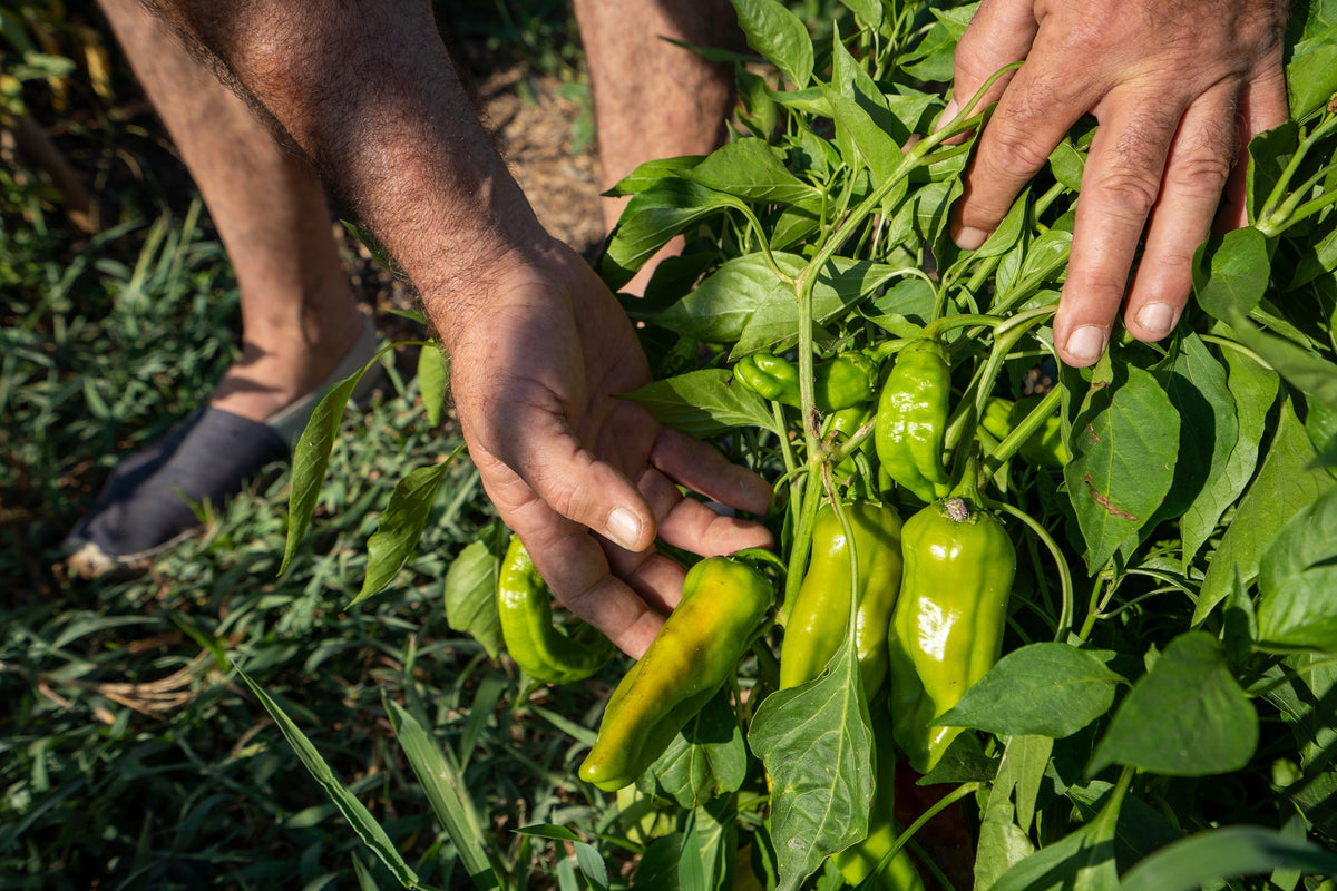 Greek Golden Pepper Seeds – Pepperoncini Gold Yellow Capsicum Annuum Vegetable – photo 7