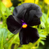 50 BLACK PANSY Clear Crystals Viola Wittrockiana Flower Seeds