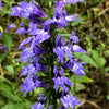 500 GREAT BLUE LOBELIA Lobelia Siphilitica Flower Seeds