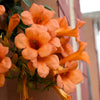 25 Orange HUMMINGBIRD TRUMPET CREEPER Campsis Radicans Vine Flower Seeds