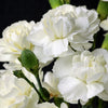 50 WHITE CARNATION Dianthus Caryophyllus Grenadin Flower Seeds