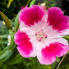 Double Deuces Godetia Seeds – Grandiflora Clarkia Amoena Mixed Colors & Bicolor Flower – photo 12