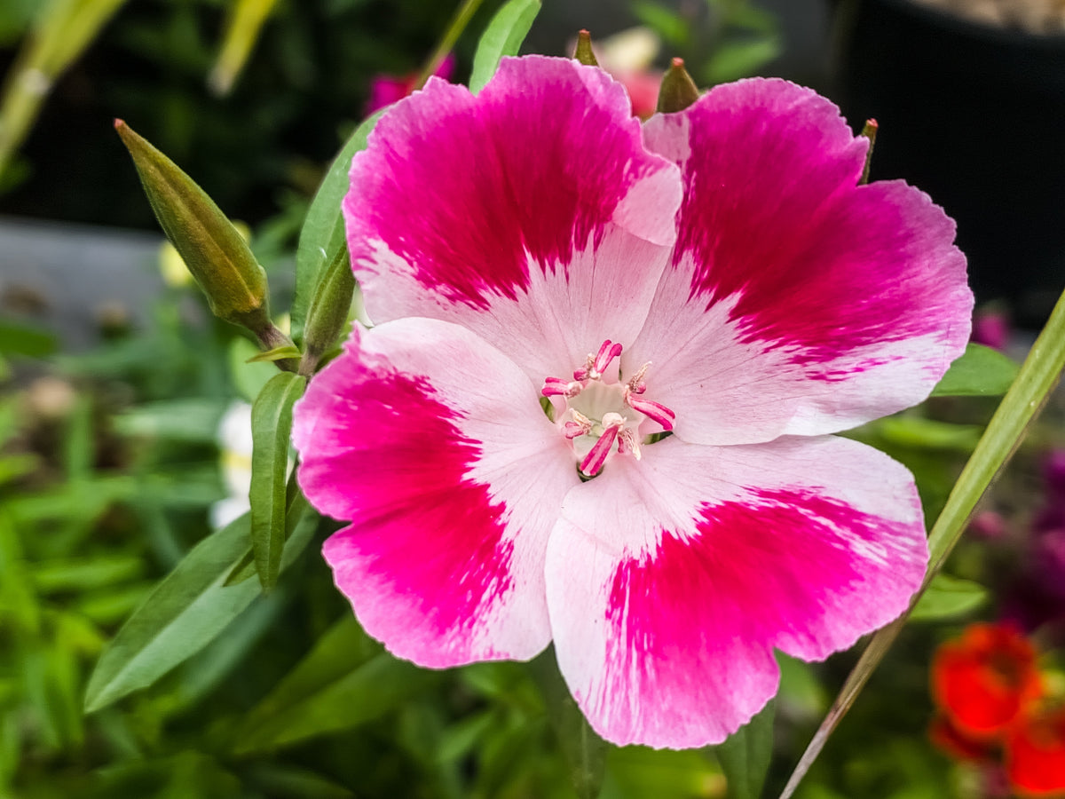 Double Deuces Godetia Seeds – Grandiflora Clarkia Amoena Mixed Colors & Bicolor Flower – photo 12