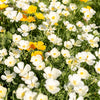 1000 WHITE CALIFORNIA POPPY Eschscholzia Californica Flower Seeds
