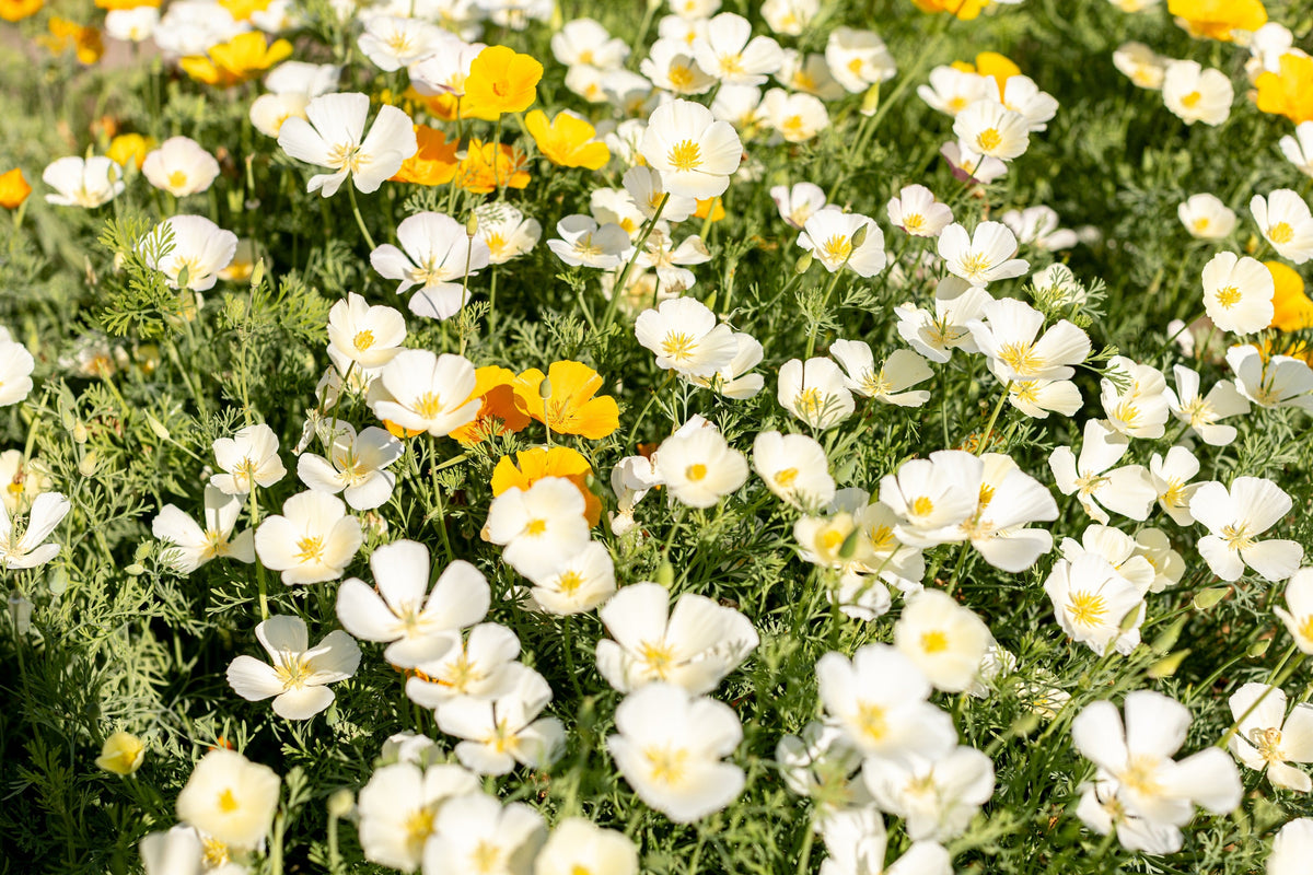 Mixed Colors California Poppy (Ballerina / Mission Bells) Eschscholzia Californica Flower Seeds – photo 24