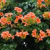 25 Orange HUMMINGBIRD TRUMPET CREEPER Campsis Radicans Vine Flower Seeds