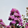 35 LILAC Light Purple CREPE MYRTLE Lagerstroemia Indica Flowering Shrub Bush Small Tree Seeds