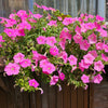 100 PINK PETUNIA Hybrida Pollinator Garden Container Flower Seeds