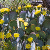 Yellow Prickly Pear Cactus Seeds – Nopal Opuntia Ficus-Indica Flower – photo 12