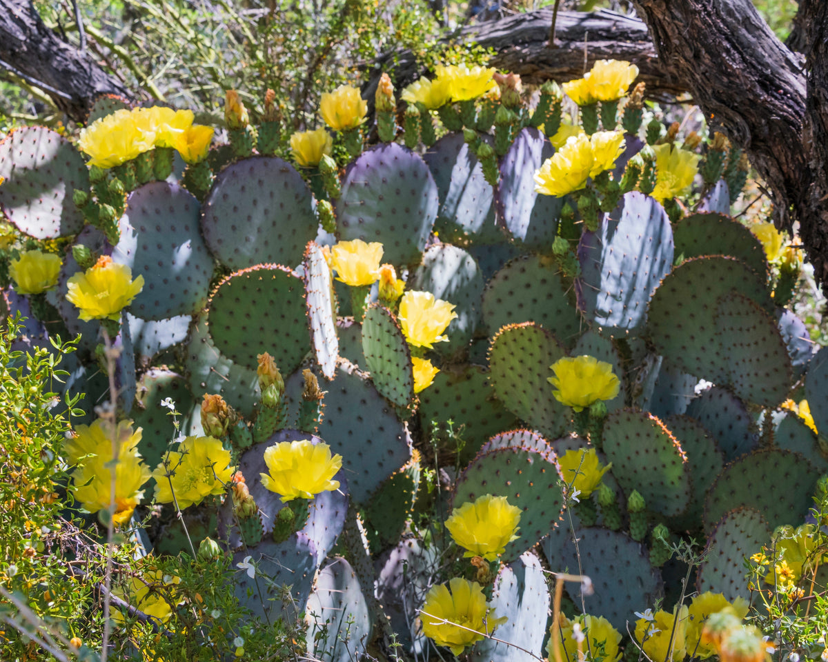 Yellow Prickly Pear Cactus Seeds – Nopal Opuntia Ficus-Indica Flower – photo 12