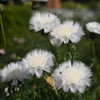 500 MIXED SWEET SULTAN Imperialis Mix Amberboa Moschata Centaurea Flower Seeds - Pink, Rose, Lilac, Purple, Mauve, White, & Yellow