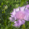 500 MIXED SWEET SULTAN Imperialis Mix Amberboa Moschata Centaurea Flower Seeds - Pink, Rose, Lilac, Purple, Mauve, White, & Yellow