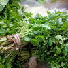 Cutting Leaf Celery Seeds – Apium Graveolens European Chinese Herb – photo 4
