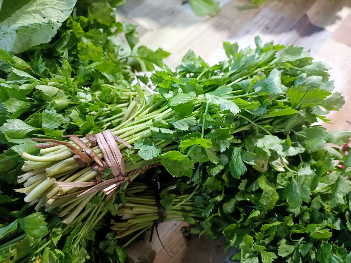 Cutting Leaf Celery Seeds – Apium Graveolens European Chinese Herb – photo 4