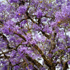 25 BLUE JACARANDA TREE ( Fern Tree / Brazilian Rose Wood / Green Ebony ) Jacaranda Mimosifolia Seeds