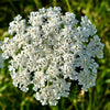 300 BLACK NEBULA CARROT Daucus Carota Root Vegetable Seeds
