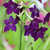 Heirloom Mixed Colors Nicotiana Seeds – (Ornamental Flowering Tobacco) Nicotiana Alata Flower – photo 16
