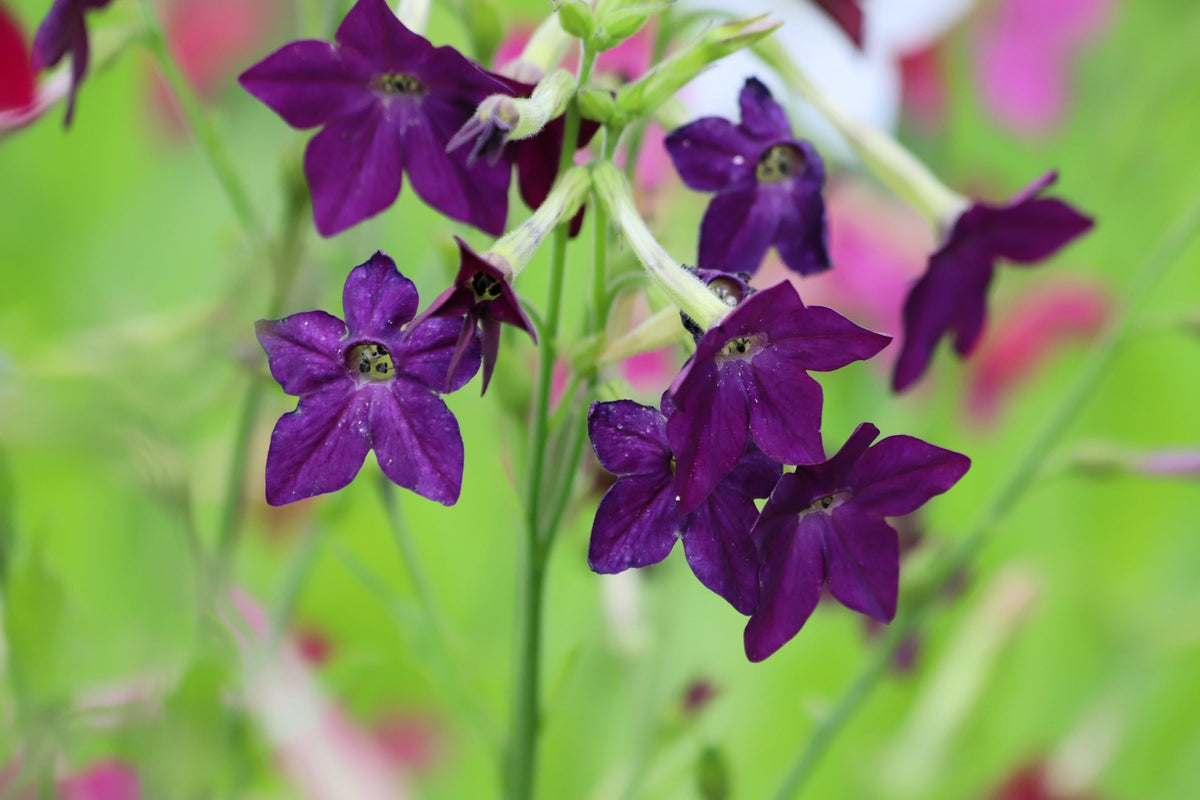 Heirloom Mixed Colors Nicotiana Seeds – (Ornamental Flowering Tobacco) Nicotiana Alata Flower – photo 16