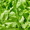 2000 ROQUETTE ARUGULA aka Rocket / Rucola / Rugula - Eruca Vesicaria Sativa Herb Vegetable Seeds