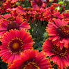 50 BURGUNDY GAILLARDIA Red Indian Blanket Flower Seeds