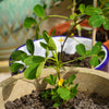 20 Seeds Early SPANISH PEANUT Arachis Hypogaea Perennial Nut Plant
