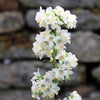 50 WHITE Polemonium Caeruleum JACOB'S LADDER Flower Seeds