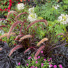 25 Dwarf Purple CHINESE FOUNTAIN GRASS Pennisetum Alopecuroides Hardy Ornamental Seeds