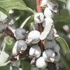 10 AMERICAN SILVERBERRY Elaeagnus Commutata aka Wolf Willow Wolfberry Wild Olive Berry Fruit Shrub Seeds