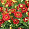 100 HELENIUM ' AUTUMN LEAVES ' Mix Helenium Autumnale Sneezeweed Mixed Colors Flower Seeds