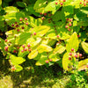 Great Saint Johns Wort Seeds – St John's Hypericum Pyramidatum Yellow Flower Herb' – photo 7