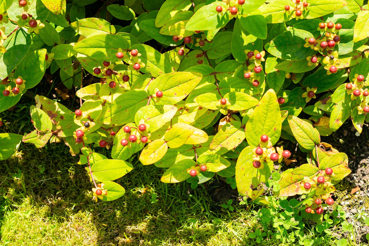 Great Saint Johns Wort Seeds – St John's Hypericum Pyramidatum Yellow Flower Herb' – photo 7