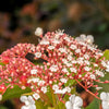40 White OAK LEAF HYDRANGEA Quercifolia Shrub Flower Seeds