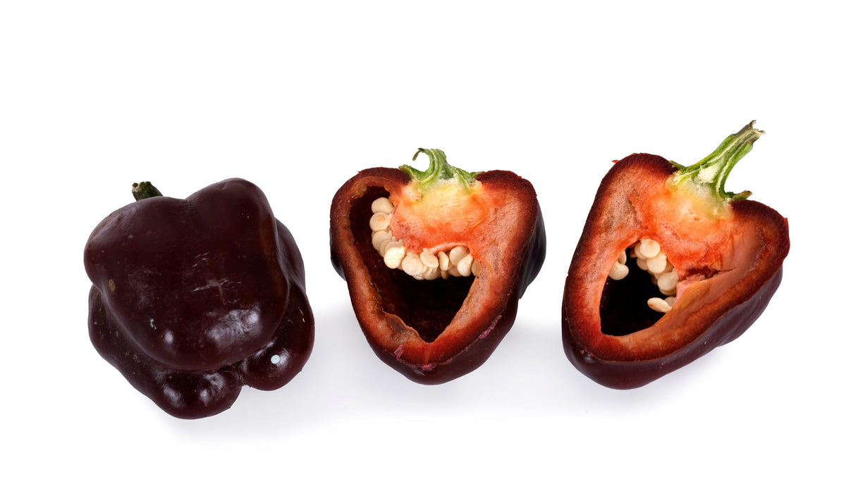 Chocolate Beauty Bell Pepper Sweet Brown Capsicum Annuum Vegetable Seeds – photo 7