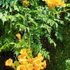 10 YELLOW HUMMINGBIRD TRUMPET Vine Flower Campsis Radicans Flava Climber Seeds