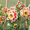 50 MIXED COLLARETTE DAHLIA Variabilis Two Tone Mix of Red Pink Purple White Yellow Maroon Peach Flower Seeds